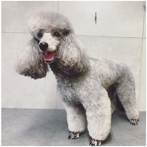 Poodle