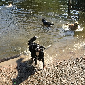 Hampstead Heath small