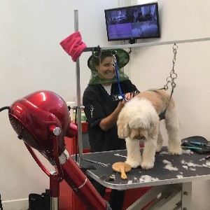 groomers at work(2)